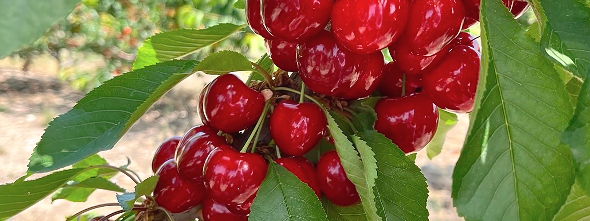 Сады в Узбекистане